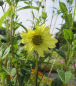 Preview: Riesen-Sonnenblume Sheila's Sunshine 2
